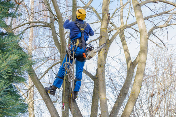 How Our Tree Care Process Works  in  Peshtigo, WI