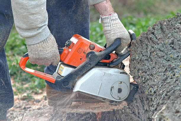 Leaf Removal in Peshtigo, WI